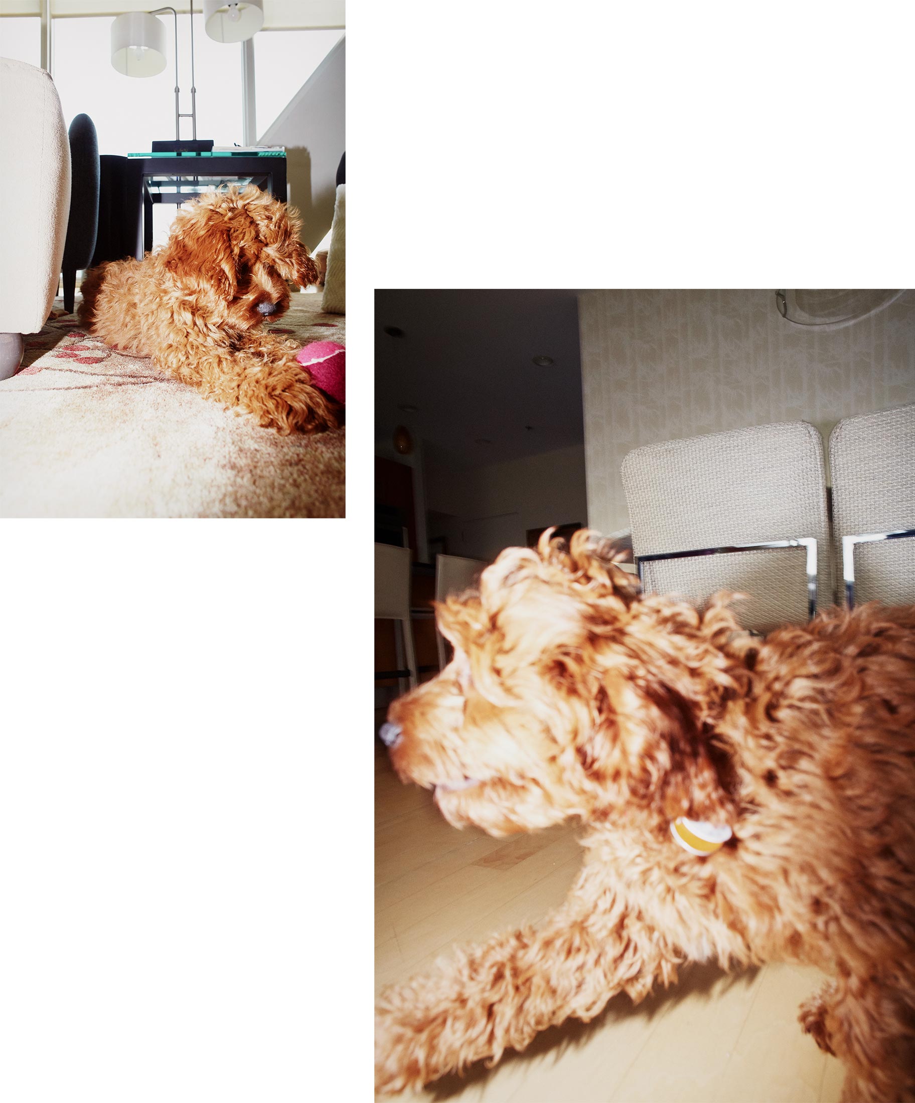 maxthedog_dip_fs2